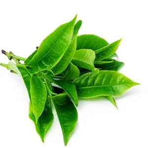 Lá Trà Xanh Tươi 500G